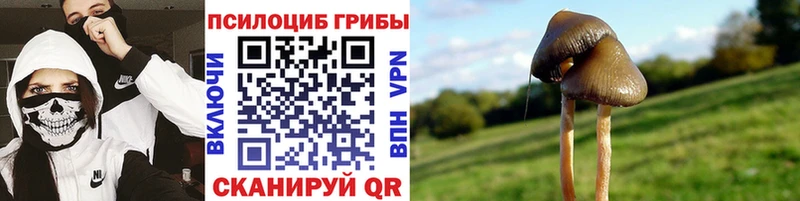 Псилоцибиновые грибы мицелий  закладки  Динская 